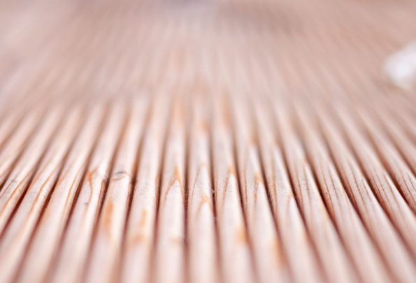 Taras z modrzewia syberyjskiego – trwałość, wygląd i montaż